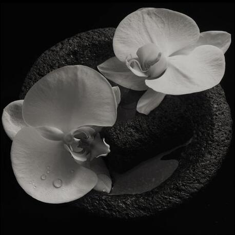 MIKE / VANNIER, JEAN-CLAUDE PATTON - Corpse Flower (LP)